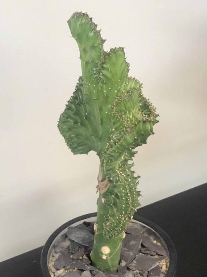 ユーフォルビア ラクテア(グリーン) 多肉植物<生植物> - 画像 (6)