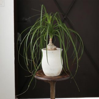 トックリラン<生植物>