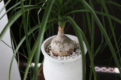 トックリラン<生植物> - 画像 (5)