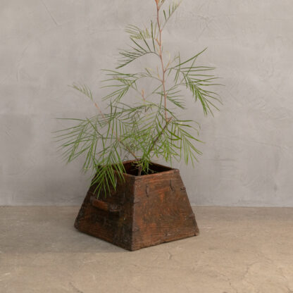 フランス アンティーク wooden ボックス